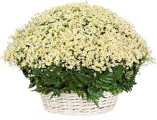 Цветочная композиция из Ромашки в корзине #REPLACE_PRED# Чегдомыне